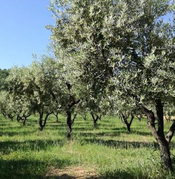 Une oliveraie de 120 hectares reprend vie à Marrakech