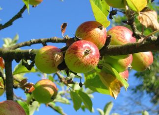 La filière du pommier au Maroc enregistre un « saut qualitatif »