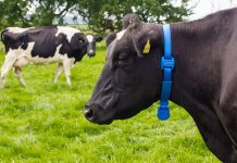 Le Maroc suspend les droits d’importation sur les bovins