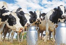 Les autorités marocaines interdisent l’abattage des vaches laitières