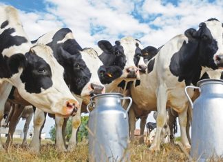 Les autorités marocaines interdisent l’abattage des vaches laitières