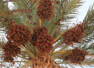 2 fois plus de dattes marocaines