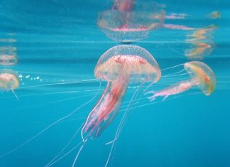 La FAO valide une proposition marocaine pour contrer la prolifération des méduses