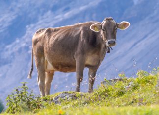 Le Maroc abandonne la taxe d’importation de bovins