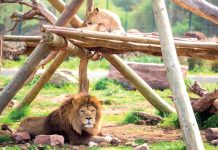 Le Zoo de Rabat détient le plus grand nombre de Lions de l’Atlas au Monde