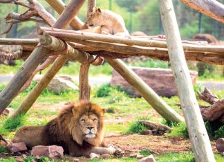 Le Zoo de Rabat détient le plus grand nombre de Lions de l’Atlas au Monde