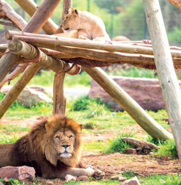 Le Zoo de Rabat détient le plus grand nombre de Lions de l’Atlas au Monde