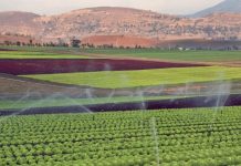 L’impact du Plan Maroc Vert, et ses 13 MM$