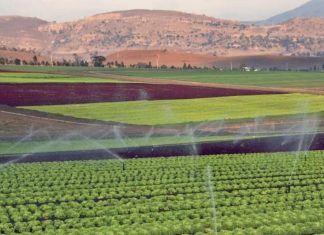 L’impact du Plan Maroc Vert, et ses 13 MM$