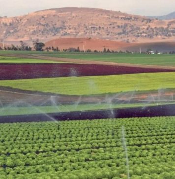 L’impact du Plan Maroc Vert, et ses 13 MM$