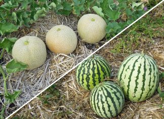 Une région marocaine met fin à la culture de la pastèque et du melon