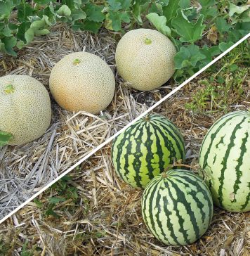 Une région marocaine met fin à la culture de la pastèque et du melon