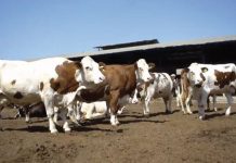 Tanger Med sort le grand jeu pour l’importation des bovins