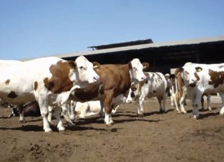 Tanger Med sort le grand jeu pour l’importation des bovins