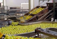 L’industrie alimentaire marocaine cartonne à l’étranger