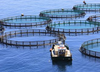 Un projet aquacole israélien au Sahara marocain