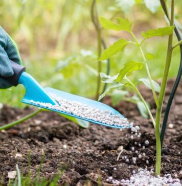 3 nouvelles usines d’engrais à Jorf Lasfar