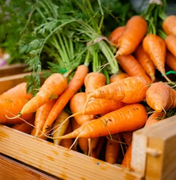 Les exportations marocaines de carottes atteignent un record