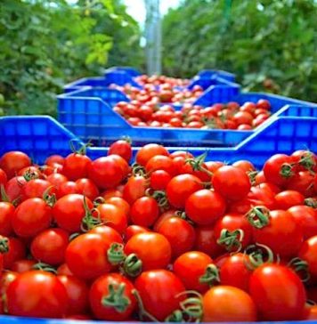 Le Maroc intègre le Top 3 mondial des exportateurs de tomates