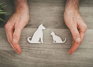 Grosse colère des protecteurs des animaux marocains