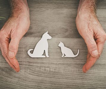 Grosse colère des protecteurs des animaux marocains