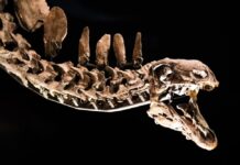 Khouribga livre un troisième dinosaure à bec de canard