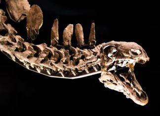 Khouribga livre un troisième dinosaure à bec de canard