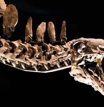 Khouribga livre un troisième dinosaure à bec de canard