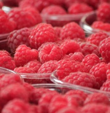 Export. Percée record des framboises marocaines dans le Golfe