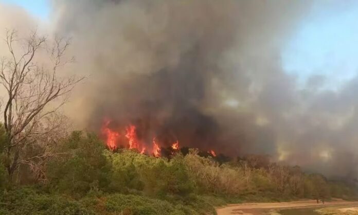 De violents incendies frappent les forêts de Tétouan et Chefchaouen