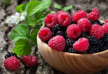 Framboises et mûres : le Maroc confirme son leadership régional des exportations MENA Framboises et mûres : le Maroc confirme son leadership régional des exportations MENA