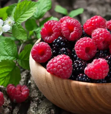 Framboises et mûres : le Maroc confirme son leadership régional des exportations MENA Framboises et mûres : le Maroc confirme son leadership régional des exportations MENA
