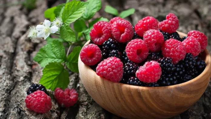 Framboises et mûres : le Maroc confirme son leadership régional des exportations MENA