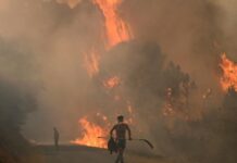 Incendies : plus d’un million d’hectares brûlés en Europe, un record en 20 ans Incendies : plus d’un million d’hectares brûlés en Europe, un record en 20 ans