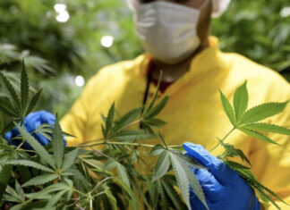 Cannabis licite : la culture explose à Chefchaouen Cannabis licite : la culture explose à Chefchaouen