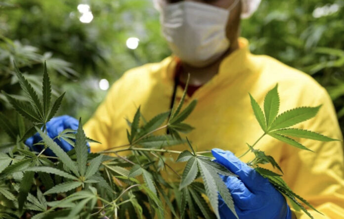 Cannabis licite : la culture explose à Chefchaouen