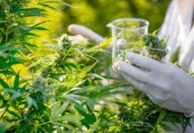 Cannabis thérapeutique : le Maroc amorce la production de médicaments Cannabis thérapeutique : le Maroc amorce la production de médicaments