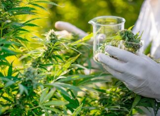 Cannabis thérapeutique : le Maroc amorce la production de médicaments Cannabis thérapeutique : le Maroc amorce la production de médicaments