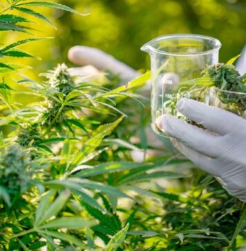 Cannabis thérapeutique : le Maroc amorce la production de médicaments Cannabis thérapeutique : le Maroc amorce la production de médicaments