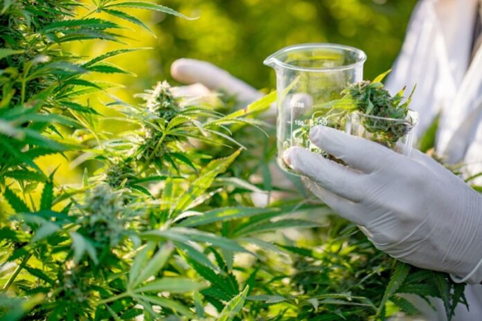 Cannabis thérapeutique : le Maroc amorce la production de médicaments