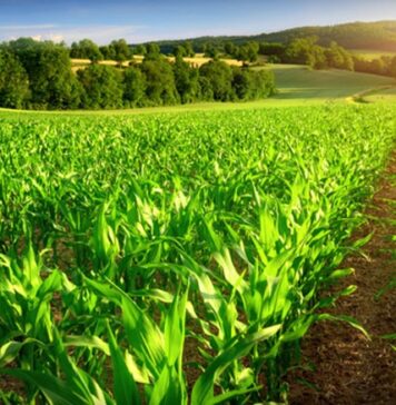 Agriculture : ce que l’eau exportée vers l’Europe coûte au Maroc Agriculture : ce que l’eau exportée vers l’Europe coûte au Maroc