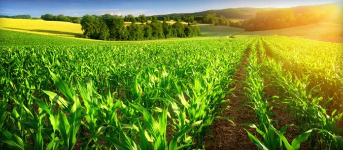Export. L’agriculture maintient sa part à 20% avec 48,5 Mds DH