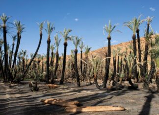 Bassin du Draâ : 10 millions de dollars pour sauver les oasis