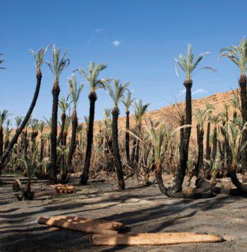 Bassin du Draâ : 10 millions de dollars pour sauver les oasis Bassin du Draâ : 10 millions de dollars pour sauver les oasis