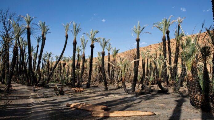Bassin du Draâ : 10 millions de dollars pour sauver les oasis