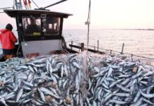 Halieutique : Sahara Tekna prépare une double prise de contrôle à Laayoune et à Dakhla Halieutique : Sahara Tekna prépare une double prise de contrôle à Laayoune et à Dakhla