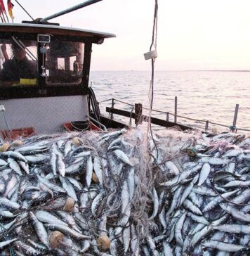 Halieutique : Sahara Tekna prépare une double prise de contrôle à Laayoune et à Dakhla Halieutique : Sahara Tekna prépare une double prise de contrôle à Laayoune et à Dakhla