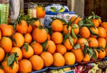Gharb et Loukkos : les agrumes lourdement touchés Gharb et Loukkos : les agrumes lourdement touchés