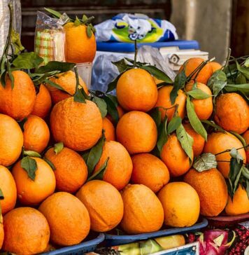 Gharb et Loukkos : les agrumes lourdement touchés Gharb et Loukkos : les agrumes lourdement touchés