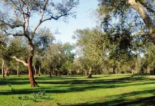 Forêt de Maâmora : l’ANEF dément tout abattage massif d’arbres Forêt de Maâmora : l’ANEF dément tout abattage massif d'arbres